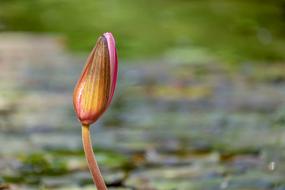 Water Lily Bud Pond