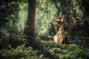 Fawn Tree Nature