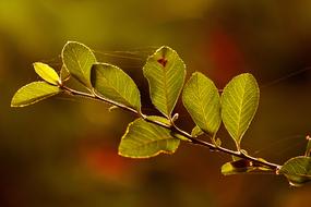 Branch Leaves Foliage