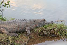 Alligator Animals Reptile