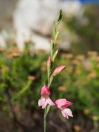 Cape Fynbos Flowers Pink
