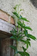 Plant Old