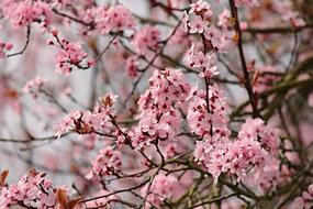 Almond Tree Mandelbaeumchen