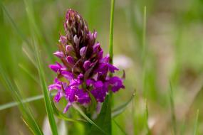Flower Plant Nature