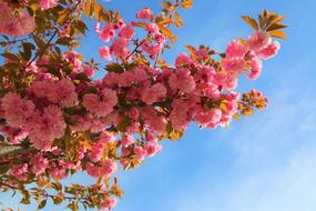 Gulcicek Rose Tree
