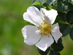 Wild Rose Rosa Canina Flower