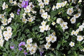 Flower Nature Plant