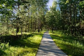 Park Nature In The Summer Of