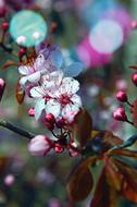 Nature Flower Plant