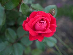 Red Rose Flower