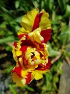 a colorful bouquet in the grass