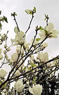 Magnolia Tree Many White