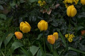 Flower Tulip Plant