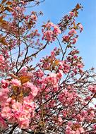 Plant Japanese Cherry Trees