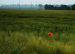 Landscape Poppy Nature
