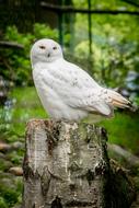 Nature Bird Animal World