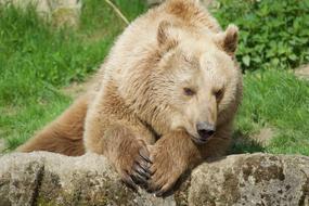 Nature Animal World Mammal