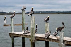 Pelicans Birds Avian
