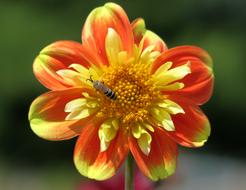 Blossom Bloom Flower