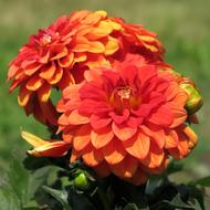 Blossom Bloom Flower