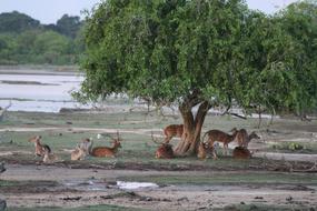 Nature Water Tree