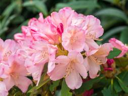 Flowers Garden macro blur nature
