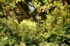 Tree Needle Evergreen