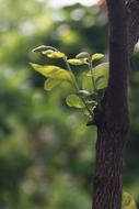 Nature Wood Leaf
