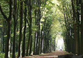 Forest Tunnel Light