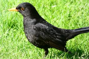 Birds Nature Animals