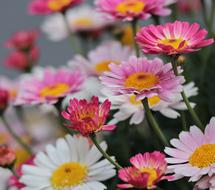 Nature Plant Flowers