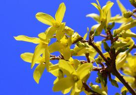 Forsycje Bush Nature