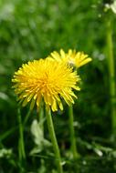 Dandelion Blossom Bloom