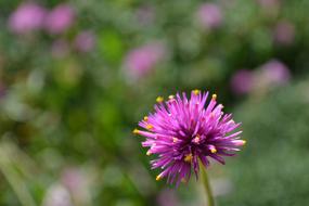 Nature Flower Summer