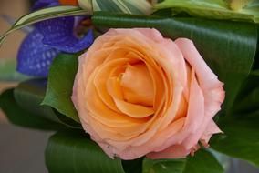 Flower Pink Rosebush