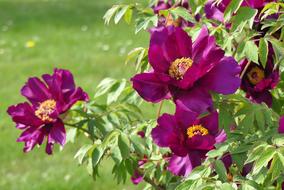Flower Nature Garden