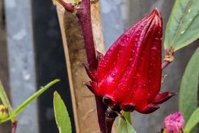 Exotic Flower Nature