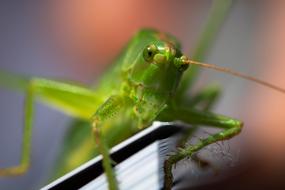 Viridissima Grasshopper Macro