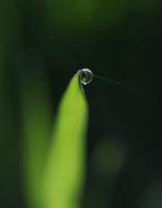 Grass Dew Green