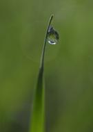 Grass Dew Green