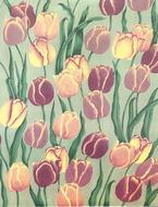 flower flora tulip floral color