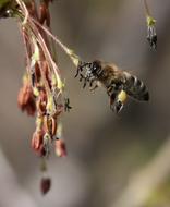 wasps trees are beautiful