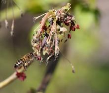 Bee Flight Pollination