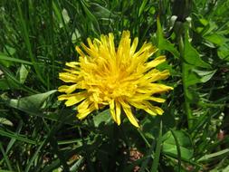 Weed Dandelion Yellow