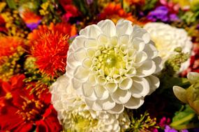 white flower red color