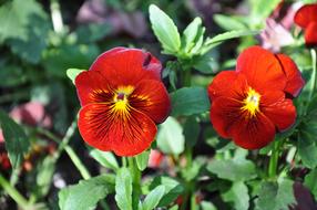 Nature Plant Flower