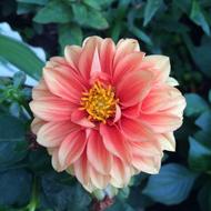 Flora Garden Flower