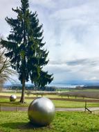 Tree Ball Meadow Lake