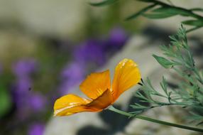 Colors Nature Flower