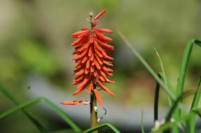 Nature Flora Flower